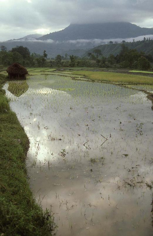 RWT 0150 143-23 Nepal Rice Paddy.jpg